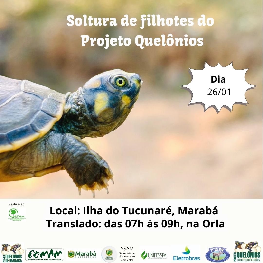 soltura quelonios
